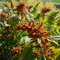 Culinary Amaranth Mix